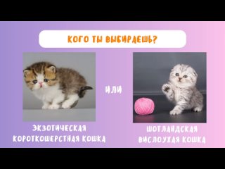 Какого котенка ты выбираешь? 😺 😻 🐱