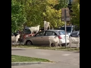 В Бутово козы прыгают по машинам