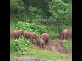 Пришли слонёнку на помощь