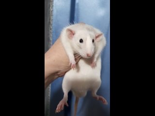 Видео от питомник декоративных крыс и мышей “Барин“