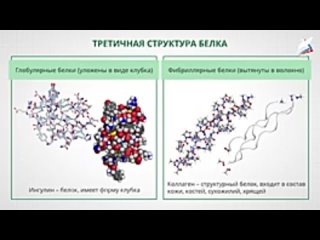 Видео от Белки и нуклеиновые кислоты