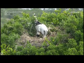 Wild Earth ~ Dad Secretary Bird with his 2 chicks! Oct.3, 2023