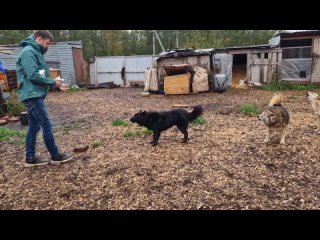 акция помощи приюту в Мучихино и Колпино