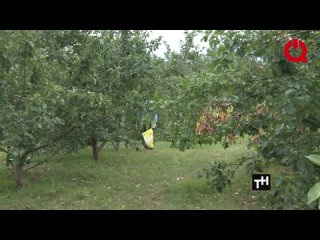 Сад на острове Татышев - в порыве сбора яблок люди ломают деревья