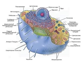 Мембрана клетки