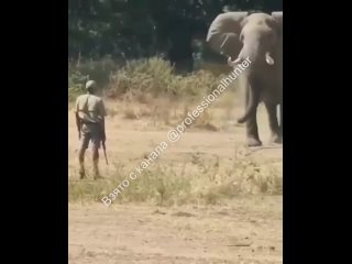 Среди гидов, специализирующихся на слонах (например, Ivan Carter - он на втором видео с клиентом) есть такая фишка - показать, ч