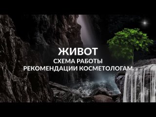 Живот, схема работы часть6