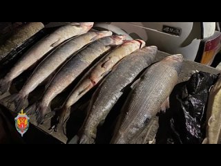 В Волгограде ФСБ задержала троих браконьеров-дайвингистов с краснокнижной рыбой в запретной зоне Волжской ГЭС