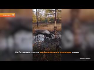 На Сахалине спасли оленя, застрявшего в проводах