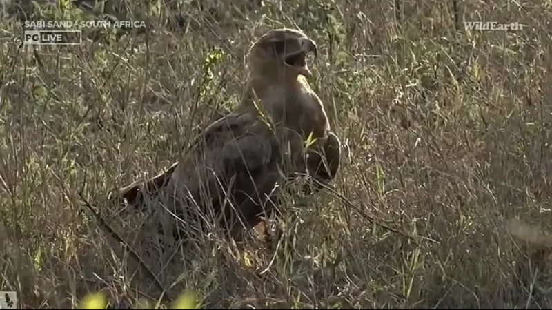 Wild Earth Secretary Bird, Martial Eagle, Tawny Eagle Oct 4,