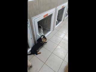 Видео от Приют собачьих сердец Хатико г. Челябинск