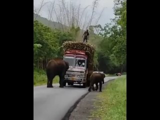 Водитель грузовика даёт взятку слонам-таможенникам