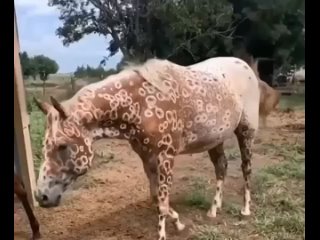 Аппалуза🐴 - лошадь, известная своим отличительным пятнистым леопардовым окрасом