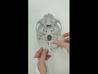 анатомия черепа. лобная кость, теменная, затылочная, клиновидная, решётчатая, височная! 3D анимация.