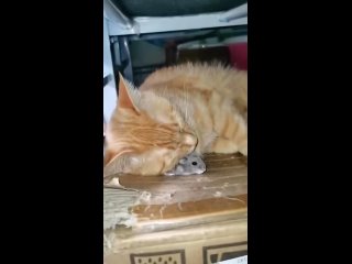 Видео от Смешные котики(480p) (30).mp4