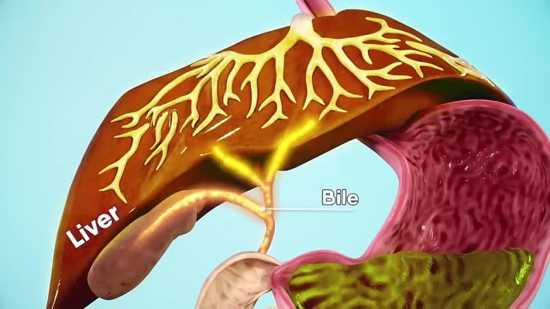 Dandelion Medical Animation How does your body turns food into the poop Human digestive system( Animation),