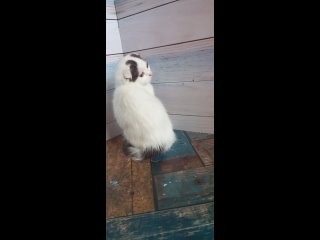 Vídeo de Шотландские котята питомника “FREYA“ ,Омск