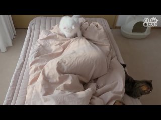 🍞 Кошки просятся спать с вами