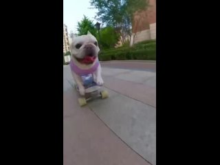 Пёс скейтер