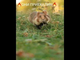Видео от ТРАВЫ КАВКАЗА_39
