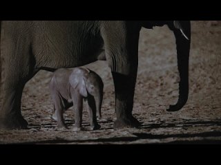 Тесные семейные узы слонов. 🐘