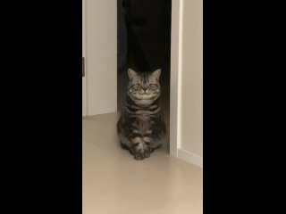 Видео от Смешные котики(480p) (31).mp4