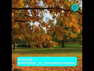 Флешмоб #впетербург_за_осеннимлистопадом