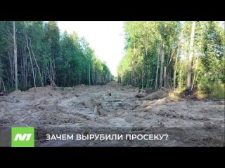 Кому помешал лес Нижневартовск