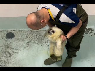 Детеныш тюленя учится плавать