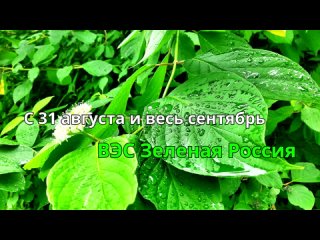 Всероссийский экологический субботник «Зелёная Россия» стартует 31 августа