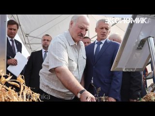 Президент Белоруссии Александр Лукашенко упрекнул Национальную академию наук за то, что ее разработки не используются в экономик