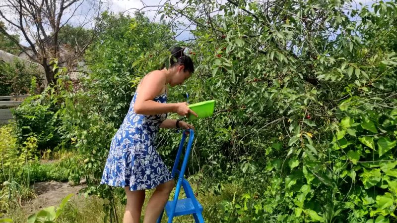 A wife picks cherries for dumplings in a blue 