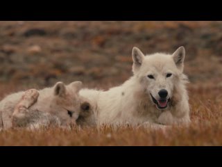 Королевство белого волка - Королева-волчица | 2 серия из 3 | 2019 | HD 1080