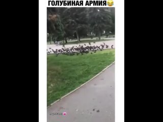 Восстание голубей