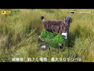 Робототехники из Японии создали «роботов-волков» Super Monster Wolf для распугивания диких животных и охраны ферм