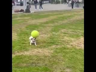 Собака и мяч, это, что-то неразрывное! Показ собачьего вожделения для сообщества в ВК Строгино Москва