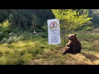 Медведь пытается перелезть через забор из колючей проволоки на границе Литвы и Белоруссии, сбегая от жизни в Евросоюзе