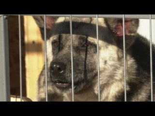 В Нижнекамске наладили работу по отлову бездомных собак — жалоб стало меньше