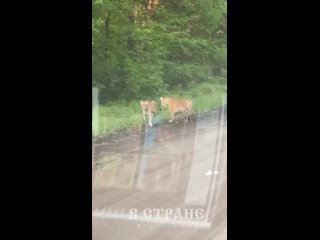 Tigres en la región de Vladivostok, Rusia del este