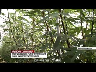 🤩 В Бахчисарайском районе Крыма выращивают инжир экспериментальным методом