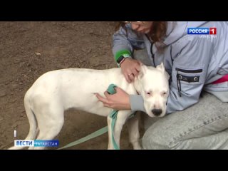В Казани погибли две собаки из-за отравы в Лядском саду и Горкинско-Ометьевском лесу