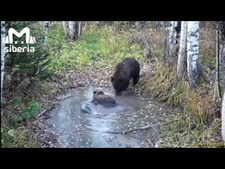 Рейв медведей в Салаирском нацпарке