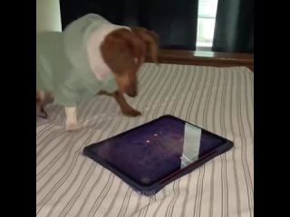 Собакен играет в планшет