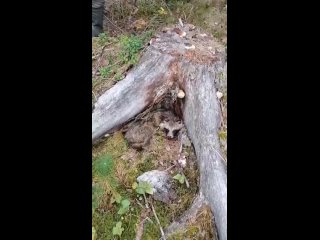 В Шатурском округе лесничие повстречали уютно дремлющую енотовидную собаку