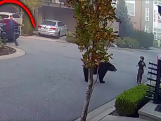7-летний мальчик столкнулся один на один с медведем, когда просто гулял во дворе