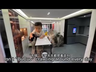 Китаец построил микродом для котиков