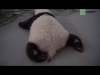 Маленькая панда учится ползать