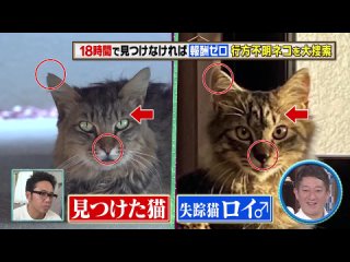 嗚呼みんなの動物園 凄腕ペット探偵 ぱーてぃーちゃん信子