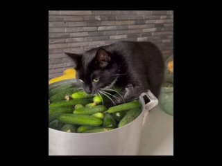 Мой котька решил помочь