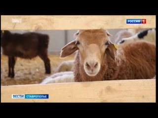 В Кисловодске ученые обсудили генетическое мясное производство